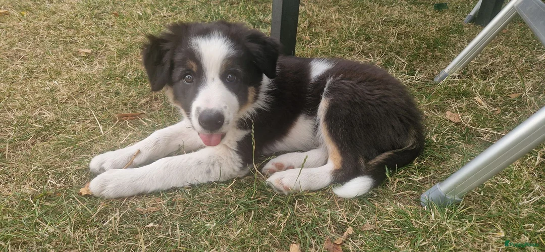 Border Collie honden te koop: GERESERVEERD Border Collie pup 3 kleur - Advertentie 1