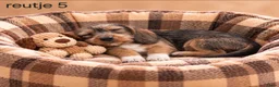 Kruising honden te koop: Super mooie kaninchen x dwerg teckel pups - Advertentie 5