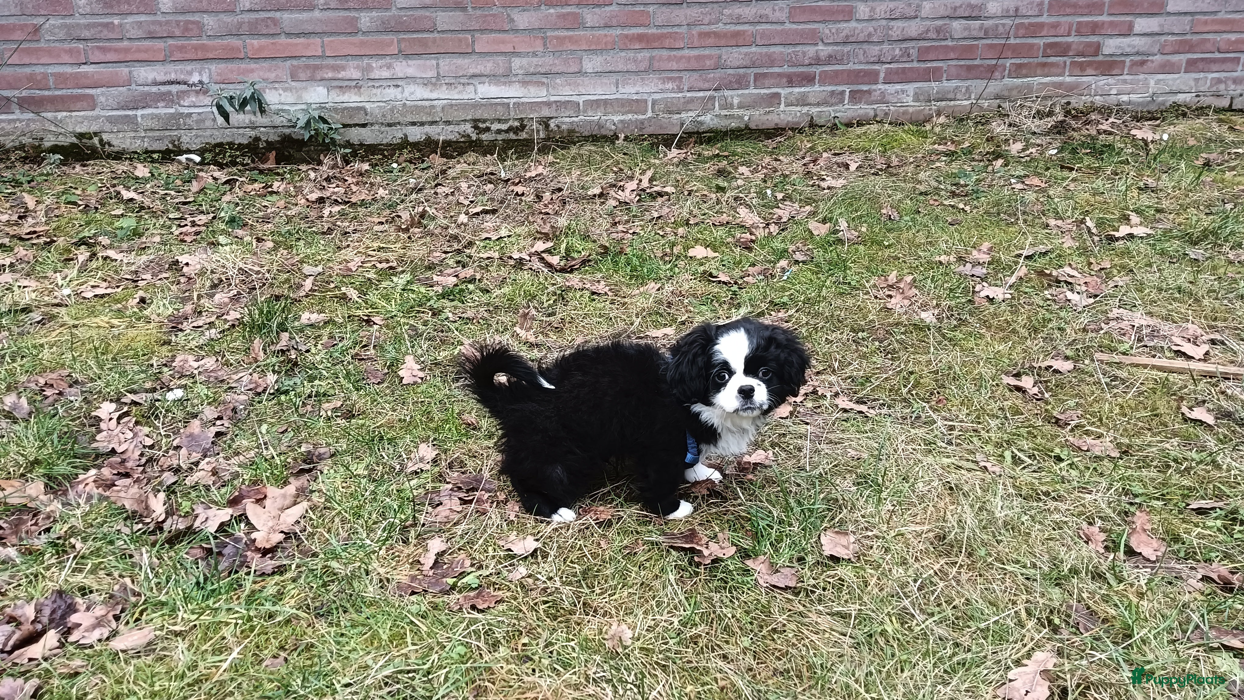 Kruising honden Leuke lieve puppy  - Advertentie 1