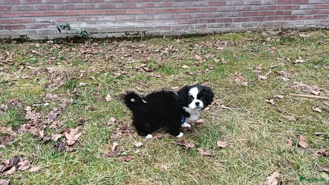 Kruising honden te koop: Leuke lieve puppy  - Advertentie 1