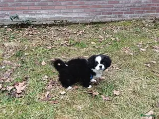 Kruising honden Leuke lieve puppy - Advertentie 1