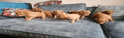 Poedel honden te koop: Prachtige lieve middenmaat poedel pups - Advertentie 3