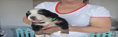 Berner Sennenhond Puppy 8