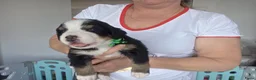 Berner Sennenhond honden te koop: Prachtig nest Berner Sennenhond pups beschikbaar - Advertentie 4