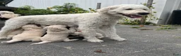 Labradoodle honden te koop: Labradoodle - Advertentie 8