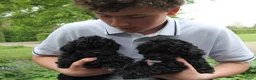 Kruising honden te koop: Lieve Maltipoo pups - Advertentie 3