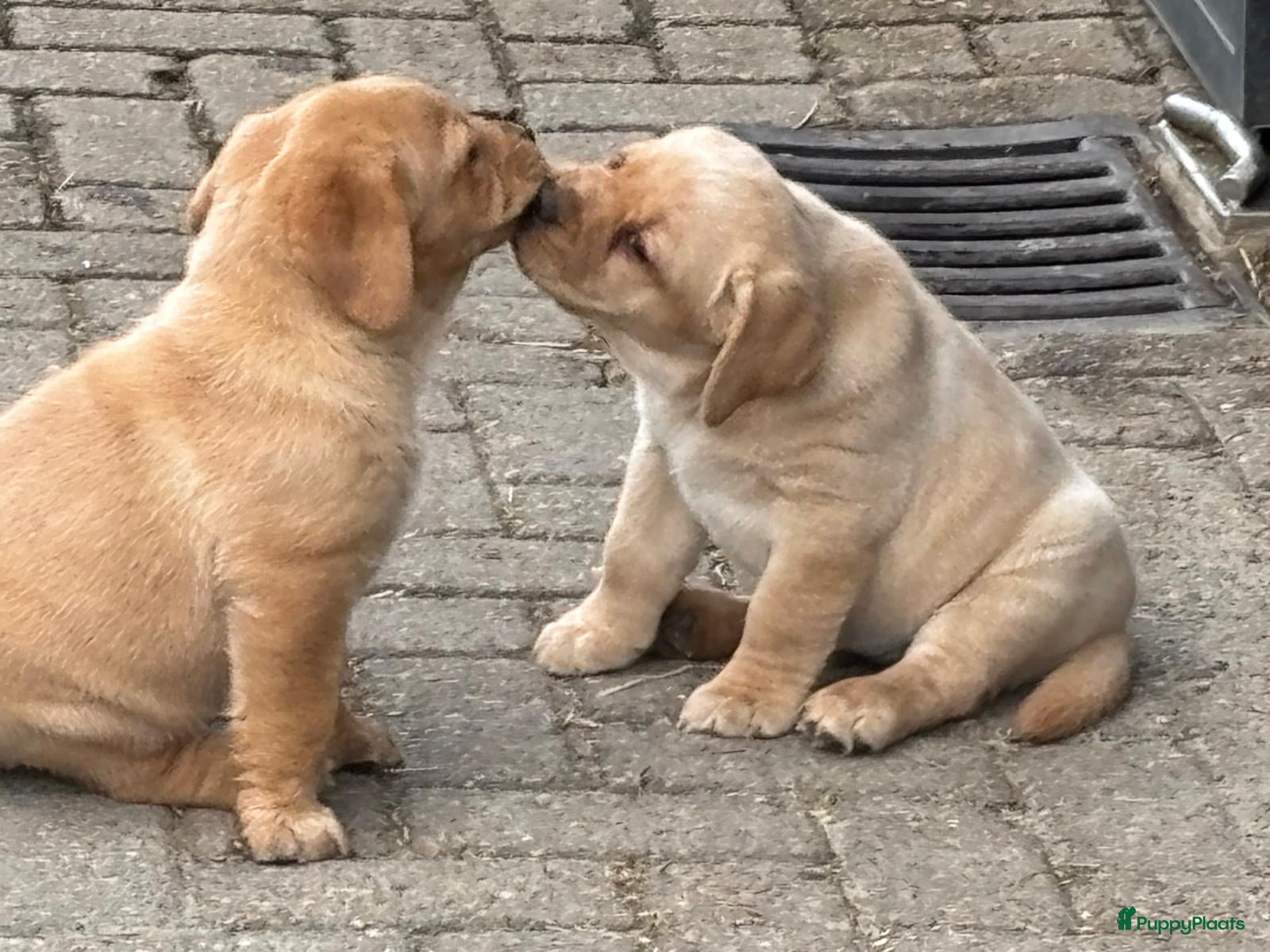 Labrador Retriever honden labrador  Pup Blond(teefje) - Advertentie 1