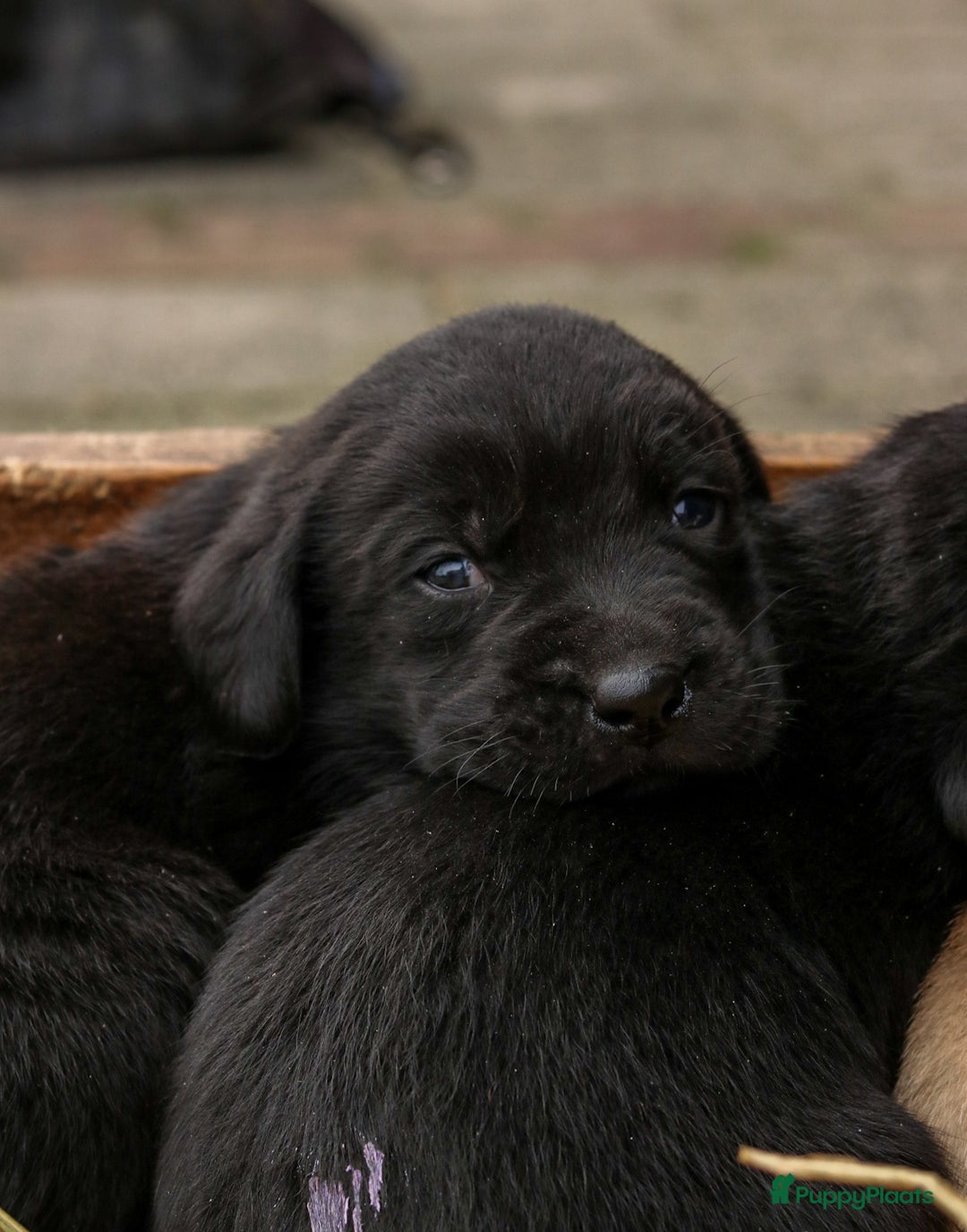 Labrador Retriever honden te koop: Prachtige sociale labrador pups te koop - Advertentie 8