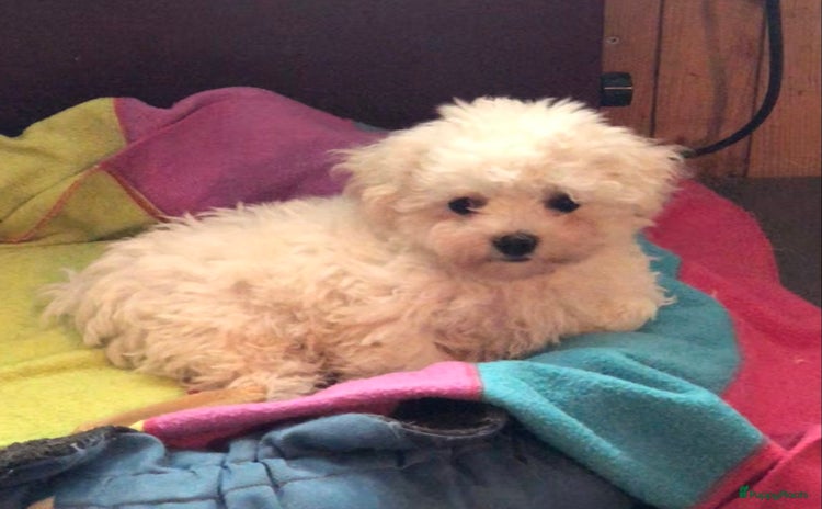 Bichon Frisé honden - Advertentie 2