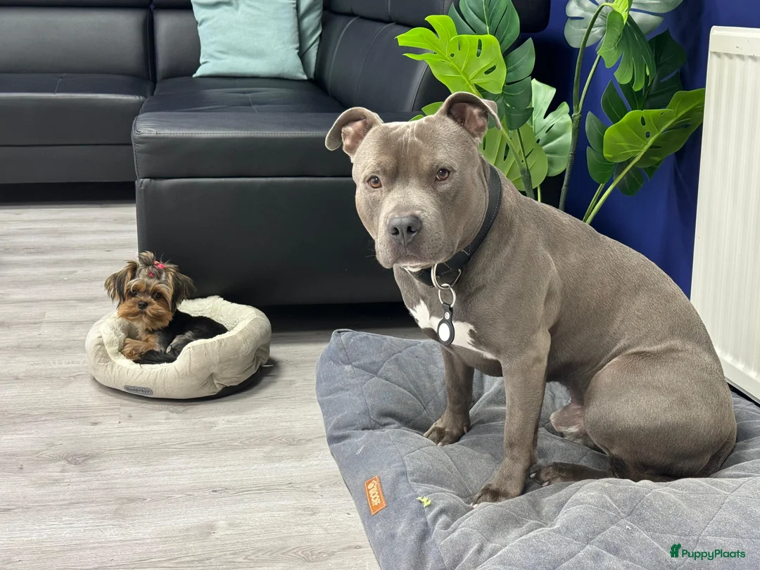 American Staffordshire Terriër honden ter dekking: American Staffordshire Terrier Reu  voor dekking - Advertentie 5