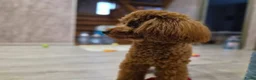 Poedel Toy honden te koop: Toy Poedel pups - Advertentie 7