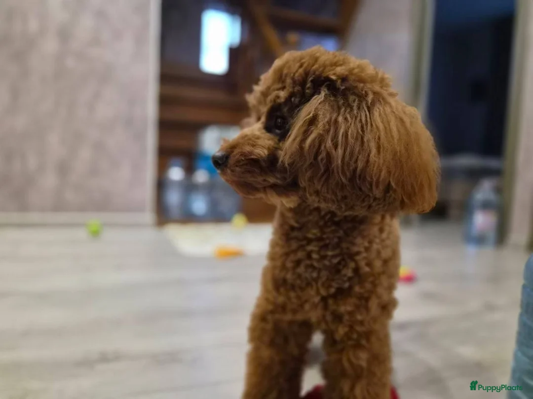 Poedel Toy honden te koop: Toy Poedel pups - Advertentie 7