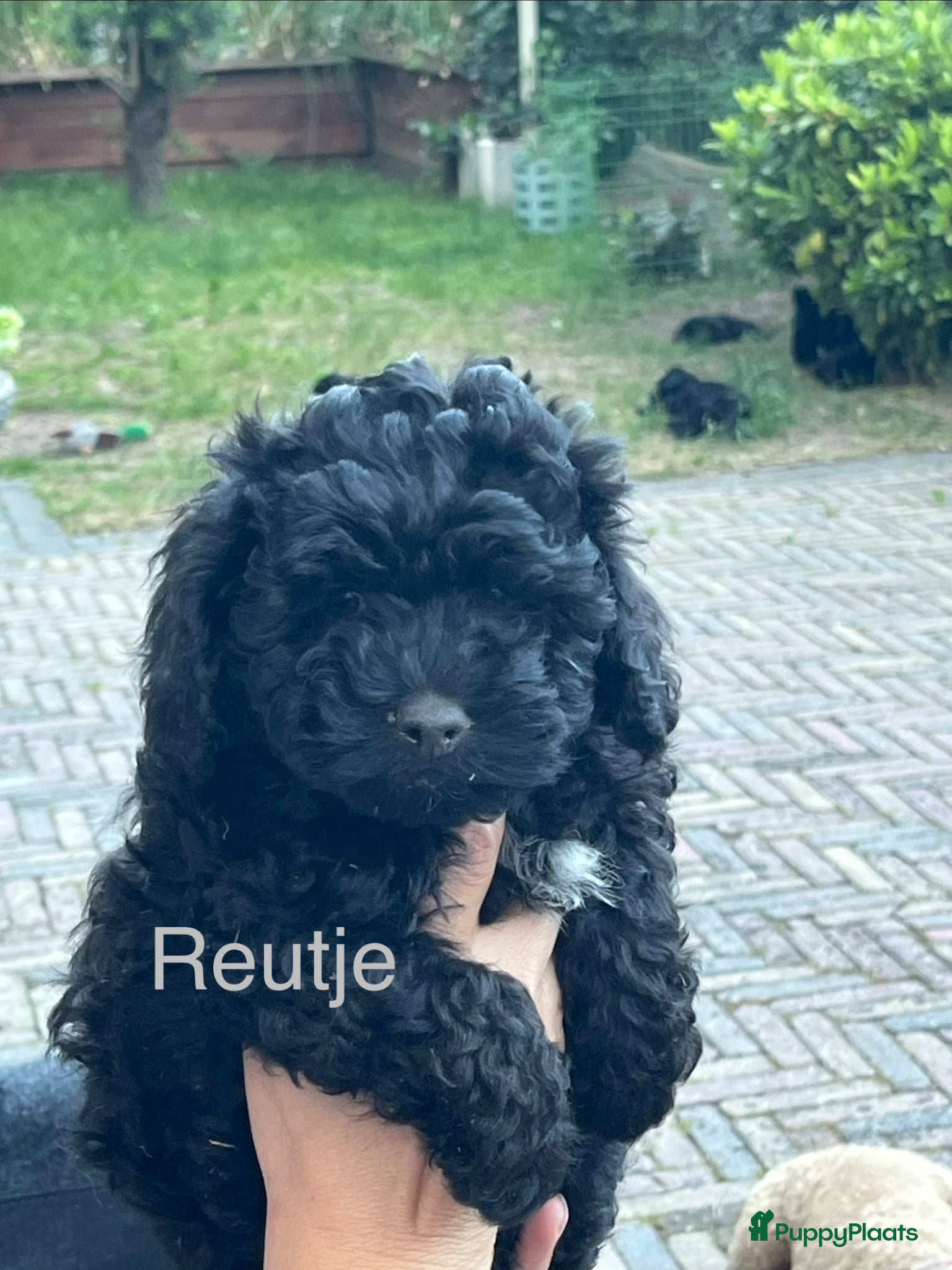 Maltipoo honden te koop: Maltipoo - Advertentie 1
