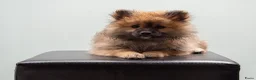 Kruising honden te koop: 4 Prachtige Keeshond/Pomeriaan pups (Oranje-Sabel) in Den Haag - Advertentie 20
