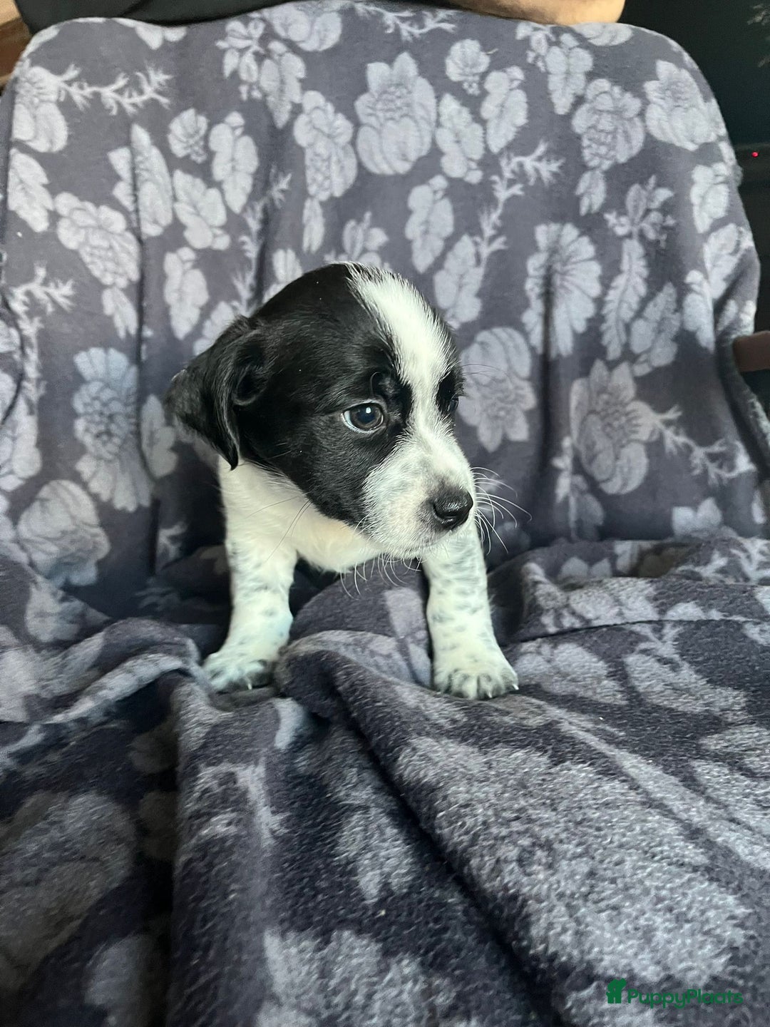 Kruising honden te koop: Prachtig nestje van 10 Pups ( Nog 4 beschikbaar ) - Advertentie 2