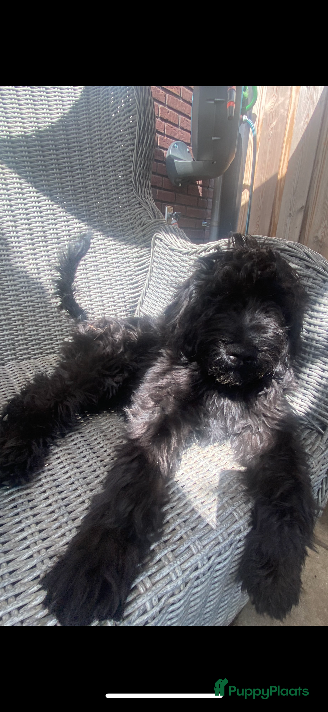 Labradoodle honden te koop: Supermooie labradoodles - Afbeelding 14