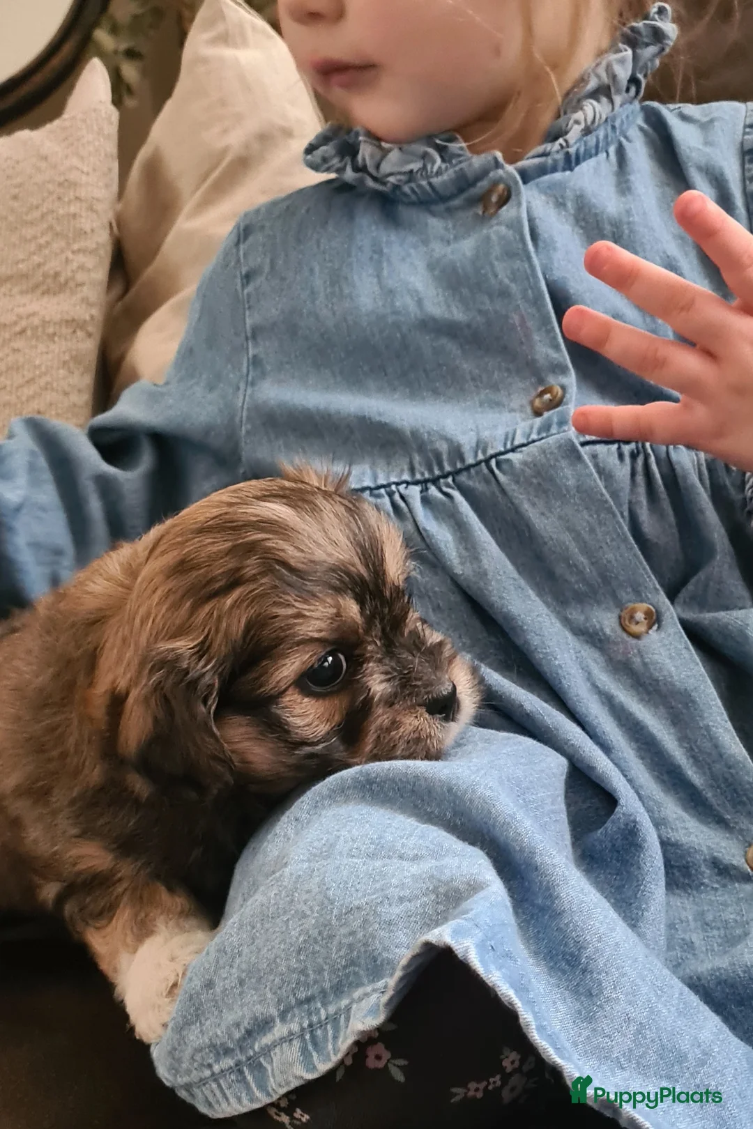 Kruising honden te koop: Prachtige lieve shipom pups - Advertentie 12