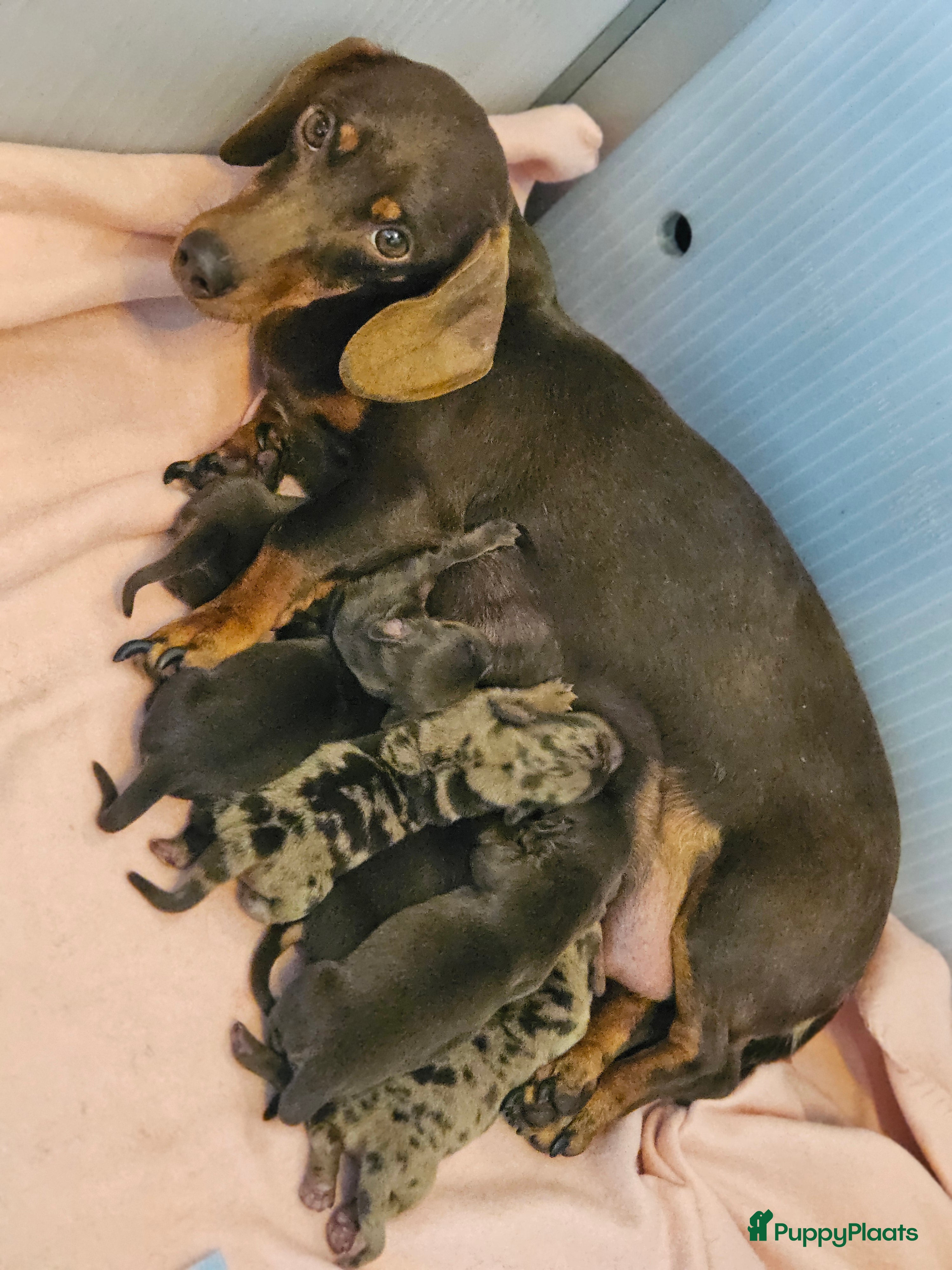 Teckel (korthaar)  honden Prachtige dwergteckeltjes  - Advertentie 2