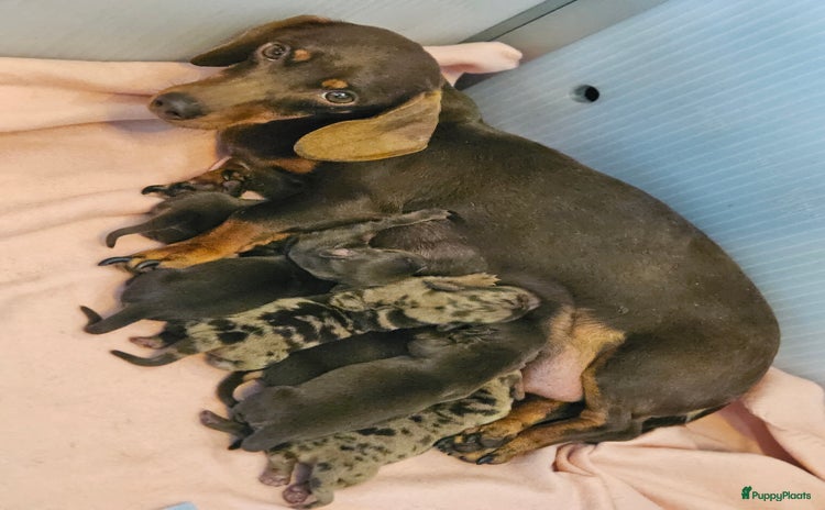 Teckel (korthaar)  honden Prachtige dwergteckeltjes  - Advertentie 1