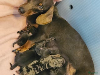 Teckel (korthaar) honden Prachtige dwergteckeltjes - Advertentie 23