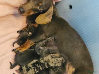 Teckel (korthaar) honden Prachtige dwergteckeltjes - Advertentie 1