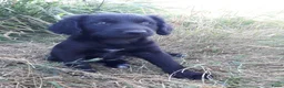 Kruising honden te koop: Prachtige Goldendoole X Friese Stabij pups - Advertentie 17