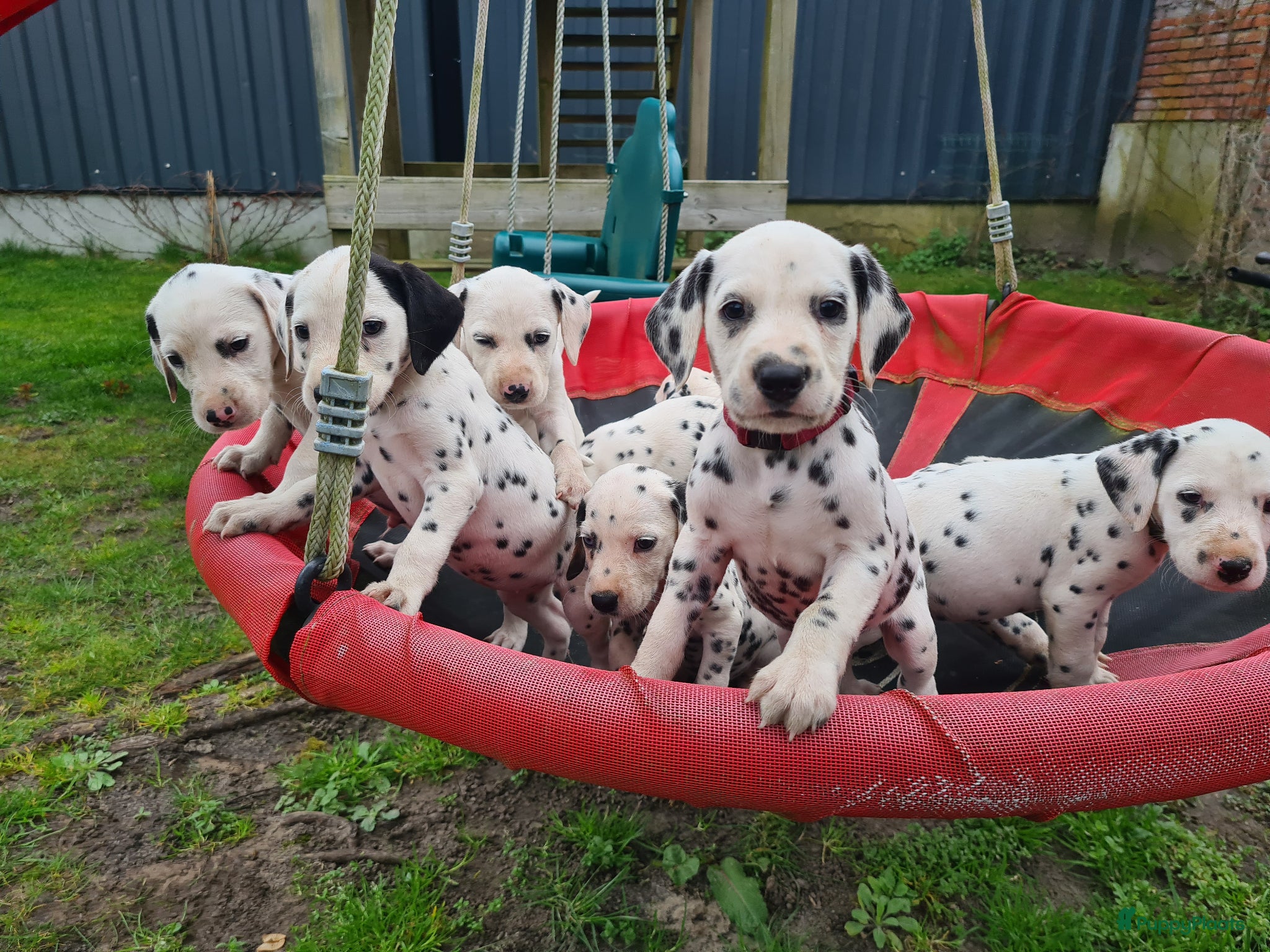 Dalmatiër honden dalmatiër puppy's zoeken leuk baasje. - Advertentie 1