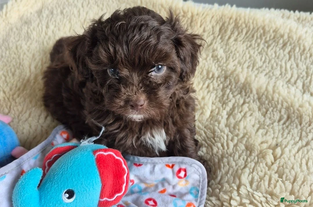 Kruising honden te koop: Lieve mini boompoo  - Advertentie 2