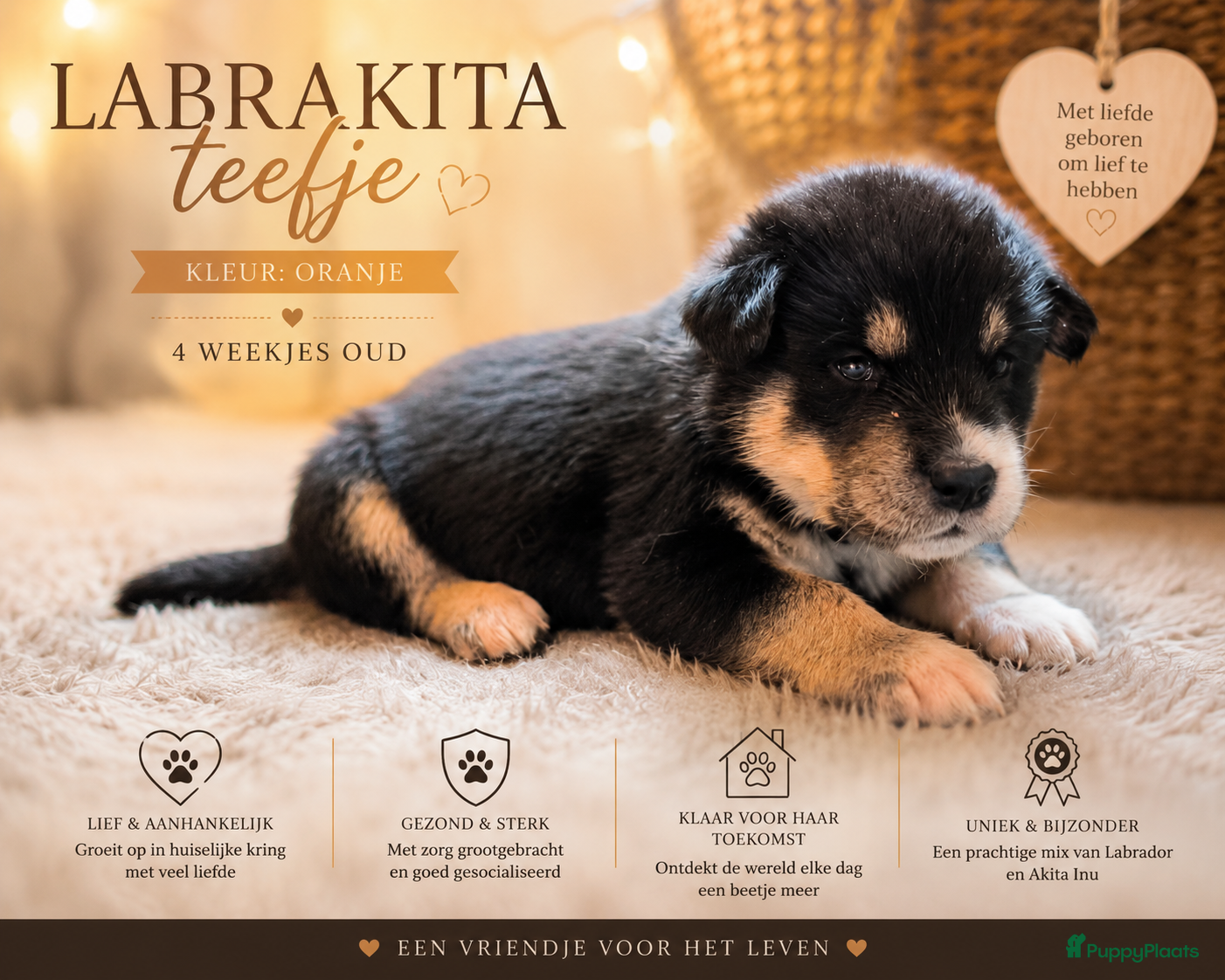 Kruising honden te koop: Labrakita pups (Labrador x Akita) Loyaal & speels - Advertentie 25
