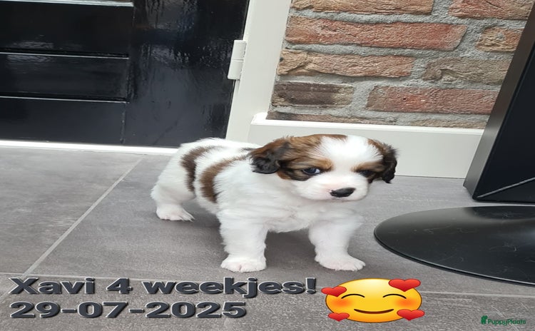 Kooikerhondje honden - Advertentie 1