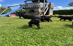 Labrador Retriever honden te koop: Labrador x Pointer pups te koop - Afbeelding 6