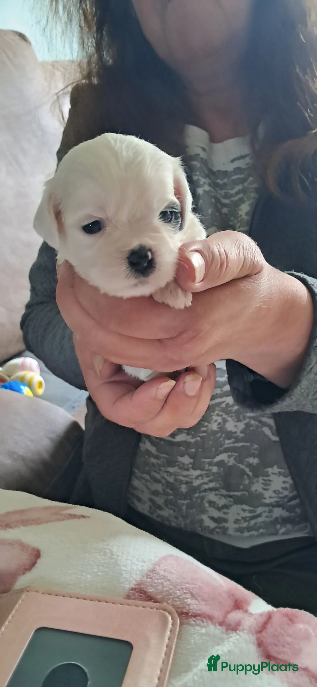 Kruising honden te koop: Mijn eerste nestje in Drachten - Advertentie 2