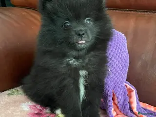 Pomeriaan honden 4 Prachtige Pomeriaan/dwergkees pups.🩵🩷 - Advertentie 18