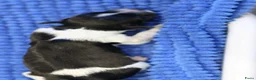 Nederlandse Schapendoes honden te koop: Mooie schapendoespups beschikbaar - Advertentie 4