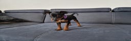 Dwergpinscher honden te koop: Dwergpinscher - Advertentie 3