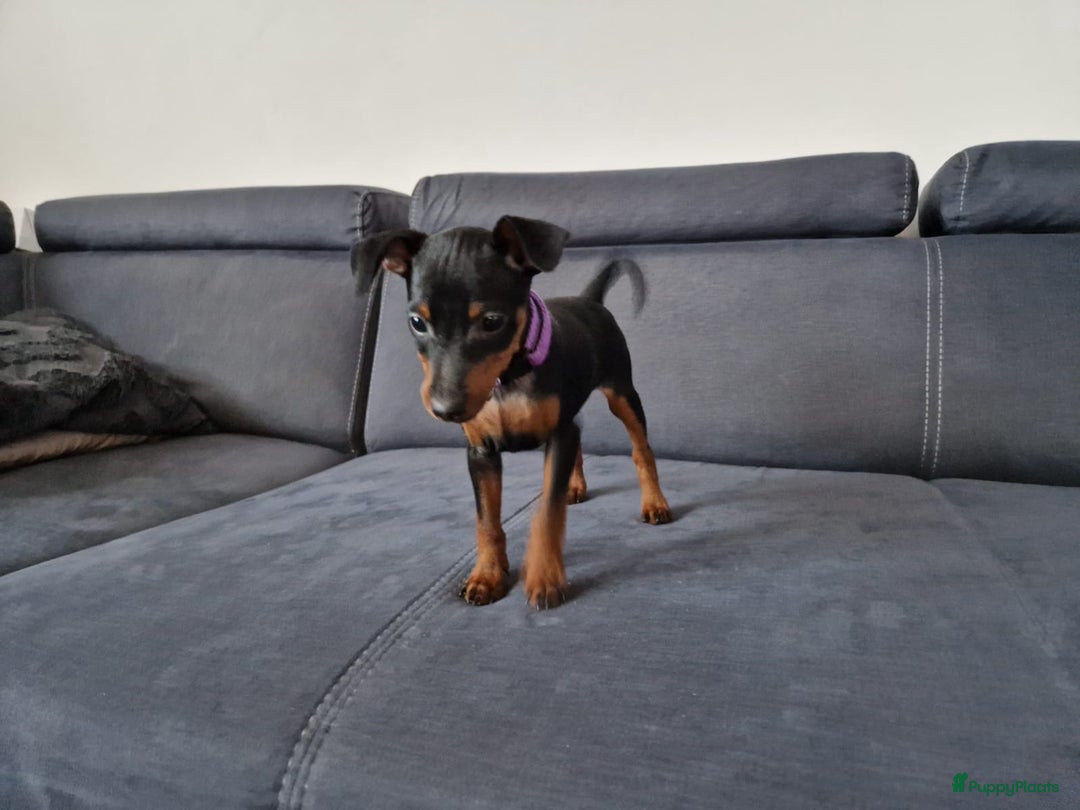 Dwergpinscher honden te koop: Dwergpinscher - Advertentie 3