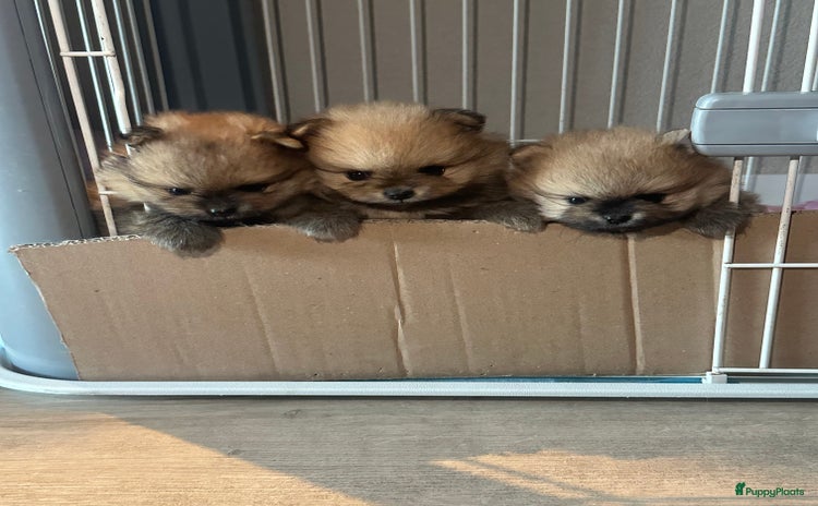 Pomeriaan honden - Advertentie 1