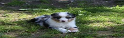 Australian Shepherd honden te koop: Australian shepherd pups beschikbaar - Advertentie 8