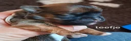 Lhasa Apso honden te koop: Lhasa Apso pups in Bedum - Advertentie 6