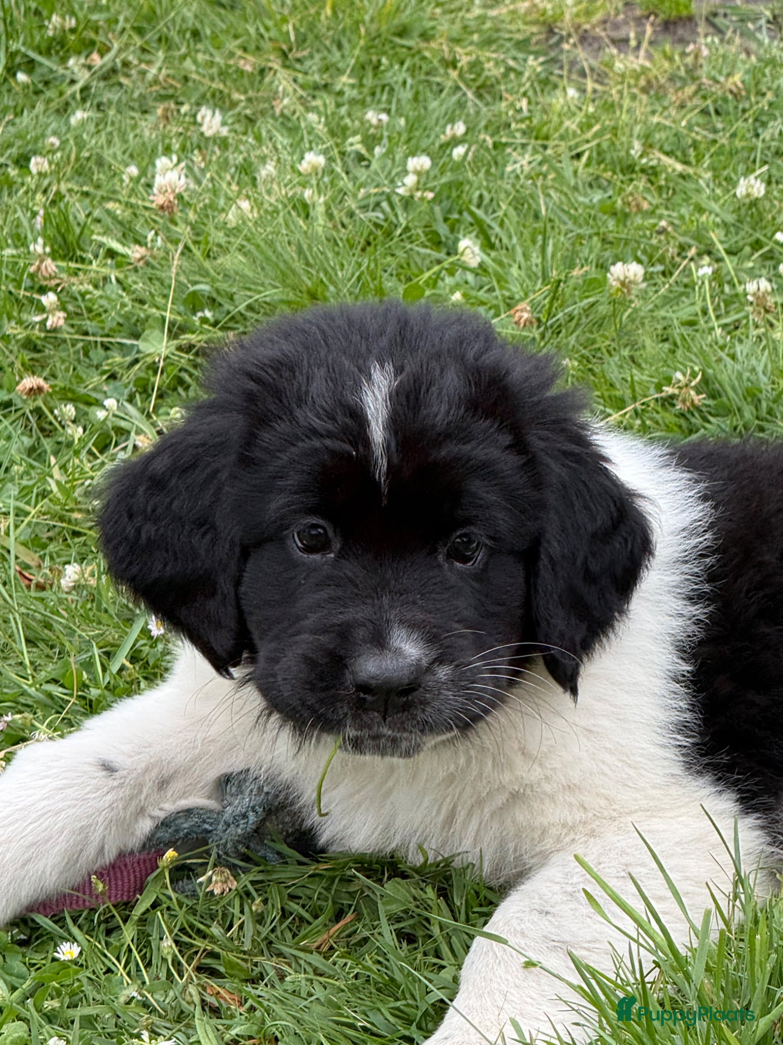 Kruising honden Mega lieve Landseer X Tatra/Aussie/Leonberg pups - Advertentie 1