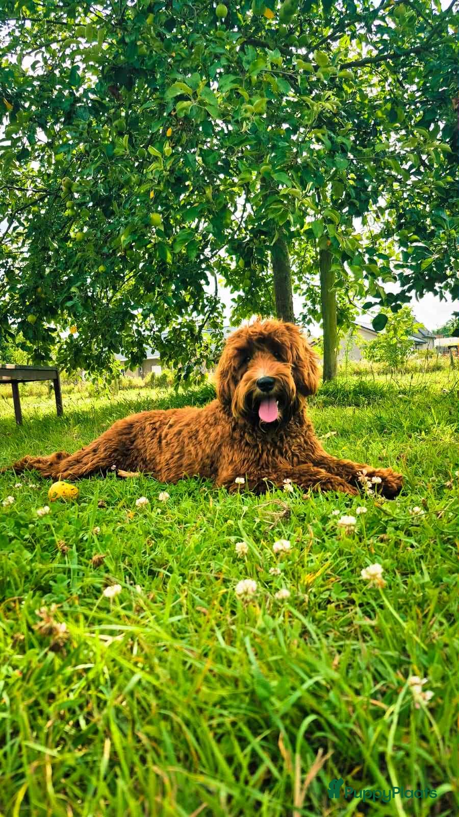 Australian Labradoodle honden ter dekking: Prachtige Dekreu  - Advertentie 2