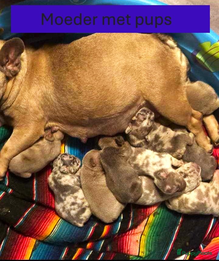 Franse Bulldog honden Franse Bulldog Pups Teefjes Fawn - Advertentie 2