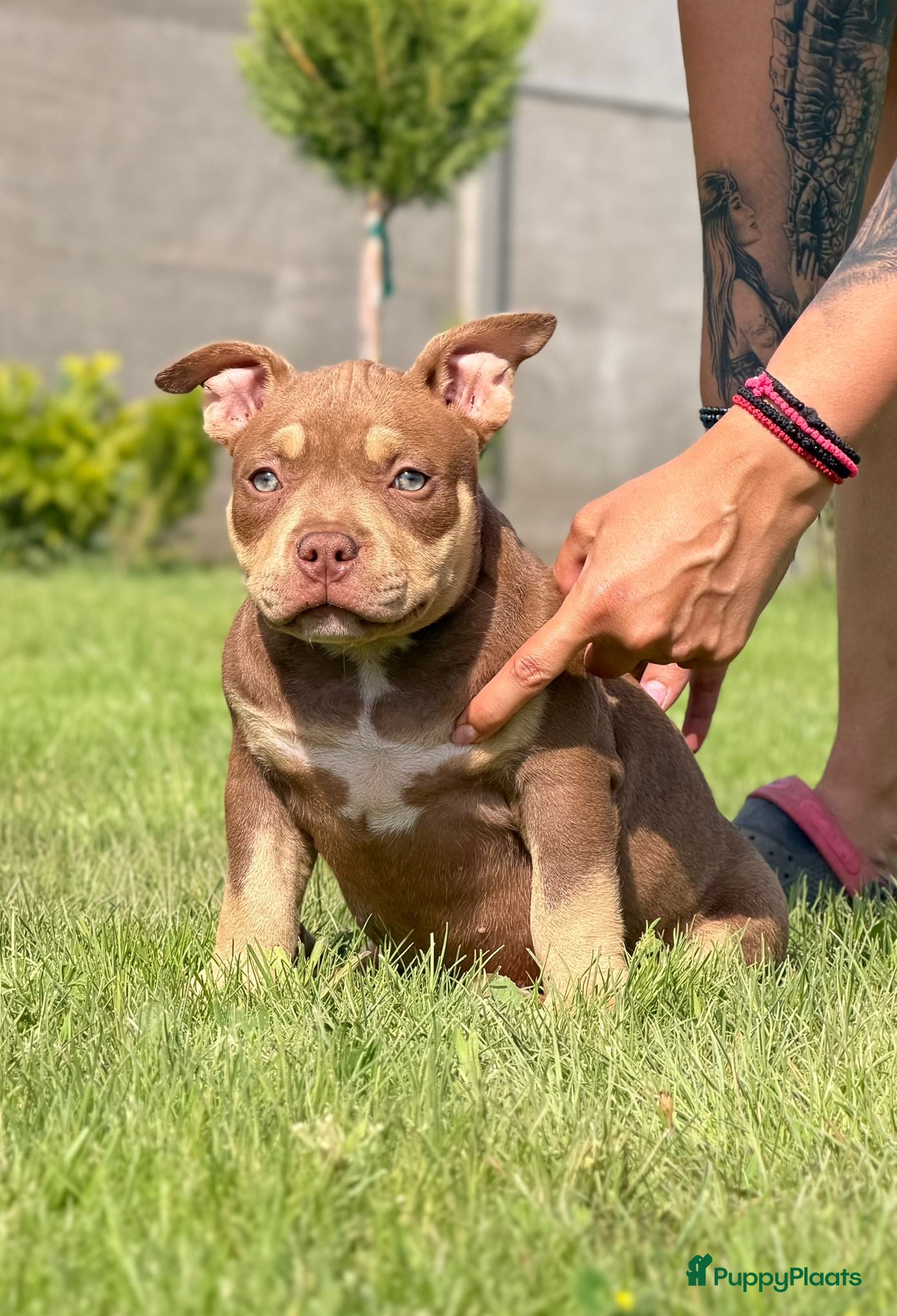 Amerikaanse Bully honden te koop: American bully pocket pups - Advertentie 4