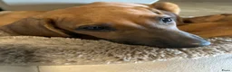 Rhodesian Ridgeback honden te koop: 10 prachtige Rhodesian Ridgeback pups te koop - Advertentie 11
