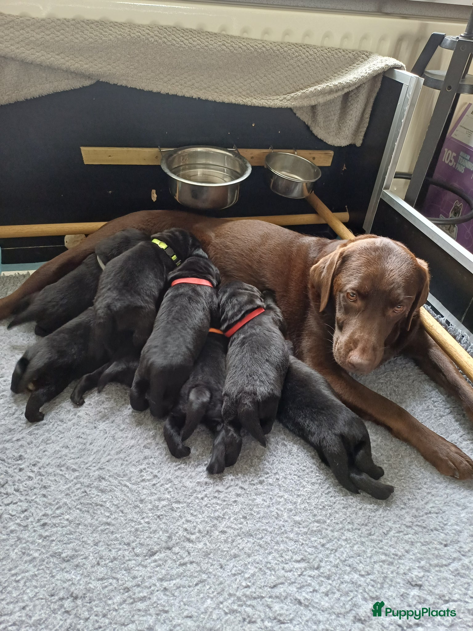 Labrador Retriever honden Labrador puppy's zwart - Advertentie 1