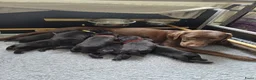 Labrador Retriever honden te koop: Labrador puppy's zwart - Advertentie 1