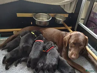 Labrador Retriever honden Labrador puppy's zwart - Advertentie 1