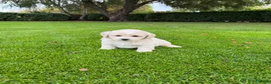 Maltipoo 1