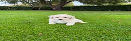 Maltipoo honden te koop: Maltipoo (Maltezer x Poedel) pups - Advertentie 35