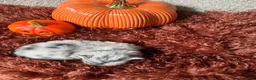 Pomeriaan honden te koop: 🩵🩷 Twee bijzondere Pomeriaantjes 🩵🩷 - Advertentie 5